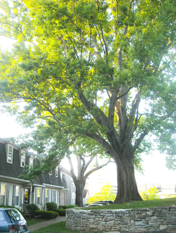 Shumard Oak