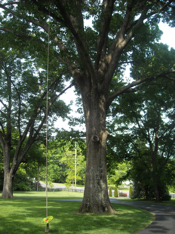 Southern Red Oak