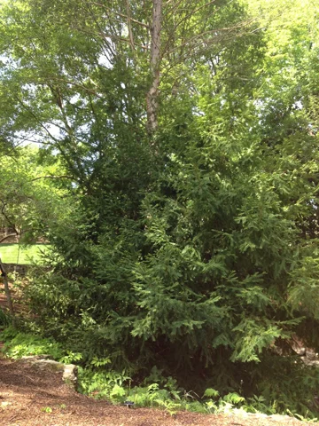 Stinking Cedar