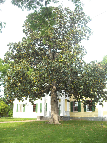 Southern Magnolia