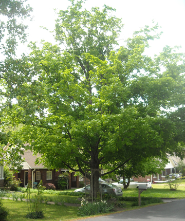 Sugar Maple