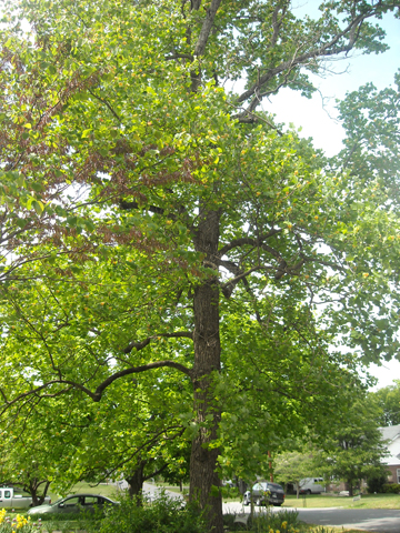 Yellow Poplar