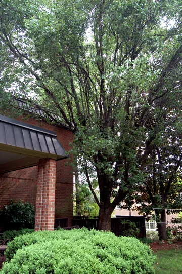 Bradford Pear