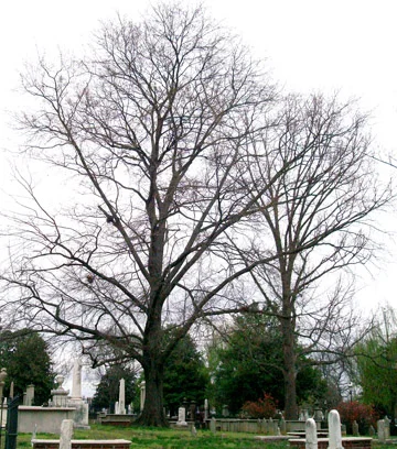 Bur Oak
