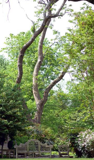 Catalpa