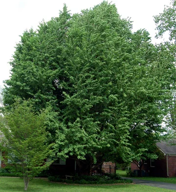 Gingko