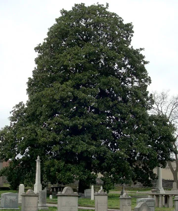 Magnolia