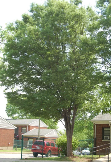 Japanese Zelkova