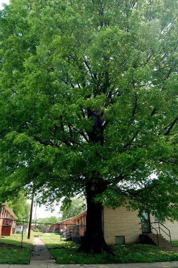 Northern Red Oak