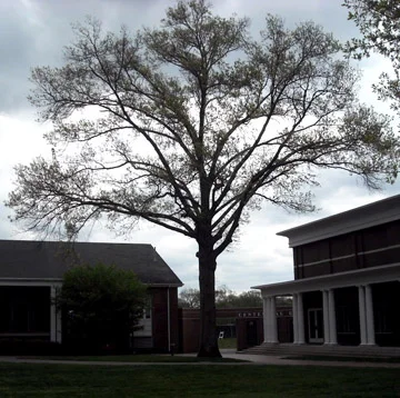 Pin Oak