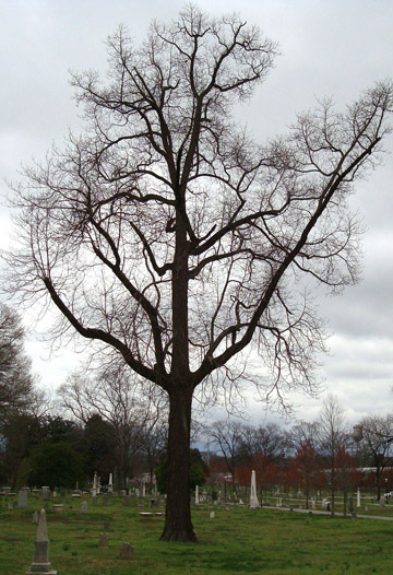 Sassafras