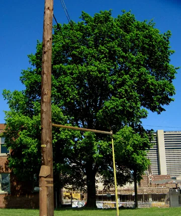 Sugar Maple