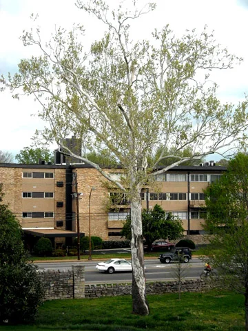 Sycamore