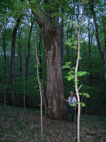 American Basswood 