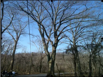 Black Oak