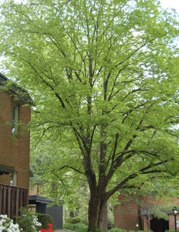 Bradford Pear 