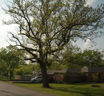 Bur Oak