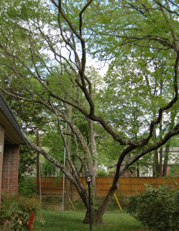 Goldenrain Tree 