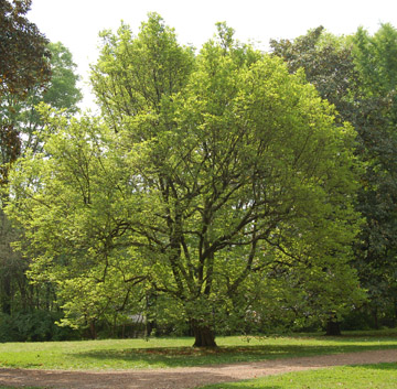 Japanese Magnolia