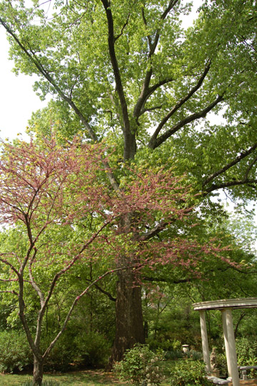 Northern Red Oak