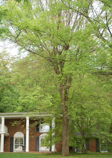 Sassafras