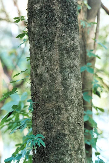 Swamp Privet