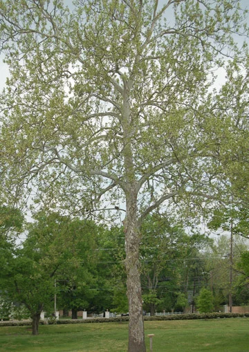 Sycamore