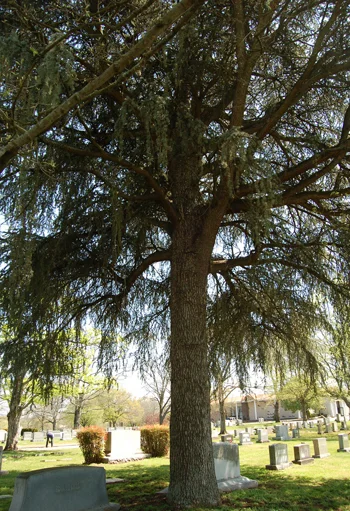 Blue Atlas Cedar