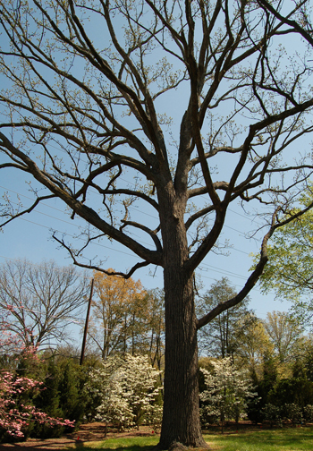 Bur Oak