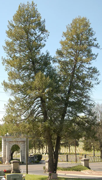 Douglas Fir