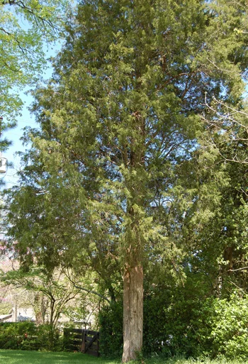 Eastern Red Cedar