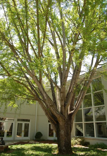 Ginkgo