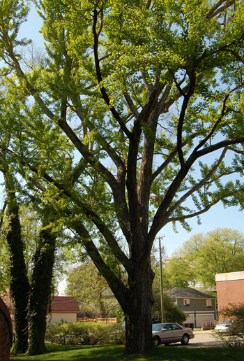 Ginkgo