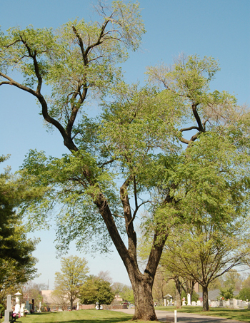 Siberian Elm