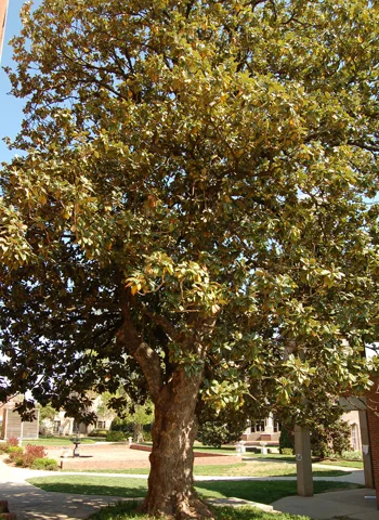 Southern Magnolia