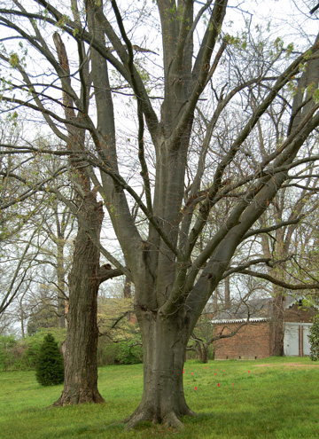 American Beech  