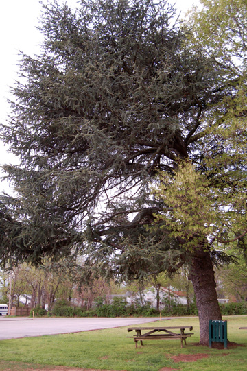 Atlas Cedar