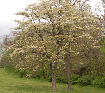 Flowering Dogwood  