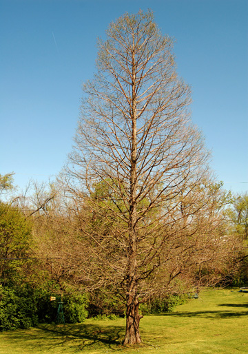 Bald Cypress  