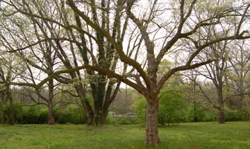 Flowering Dogwood