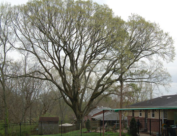 American Elm  