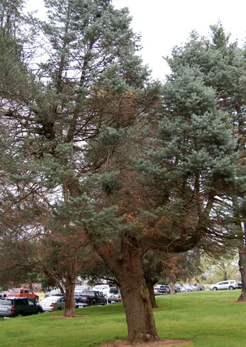 White Fir
