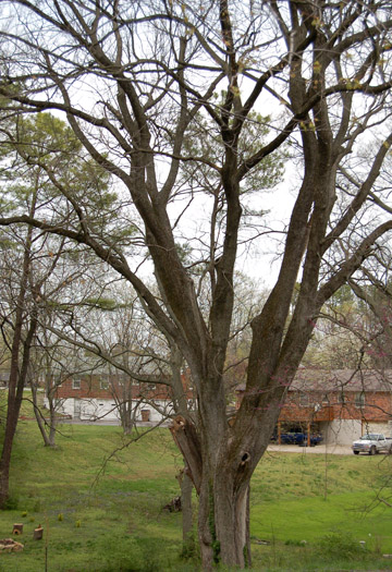 American Elm  