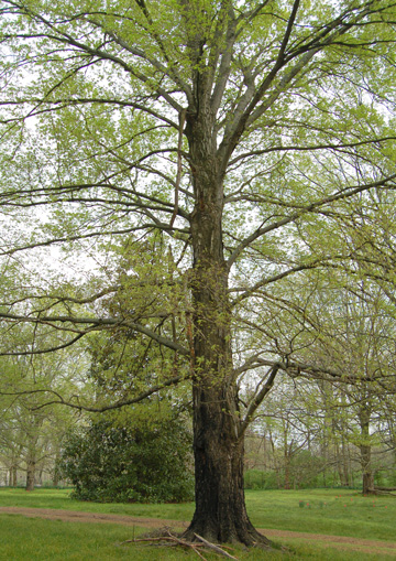 Sugar Maple