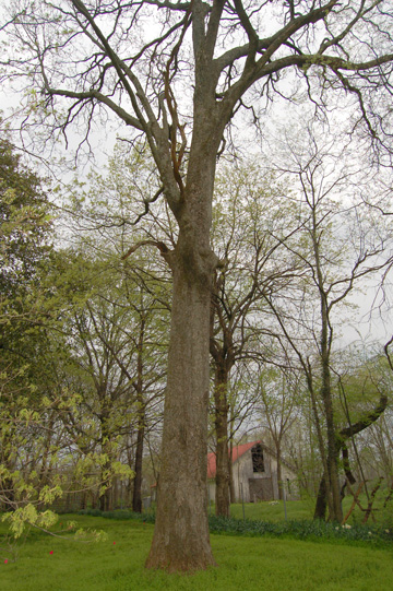 Chinkapin Oak  