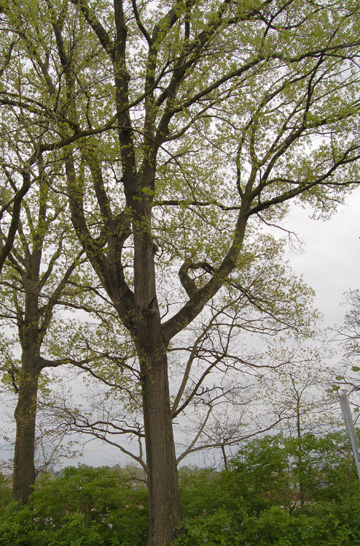 Shumard Oak