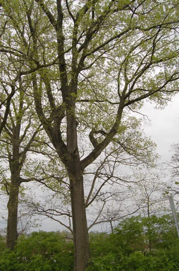 Shumard Oak