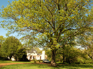 White Oak
