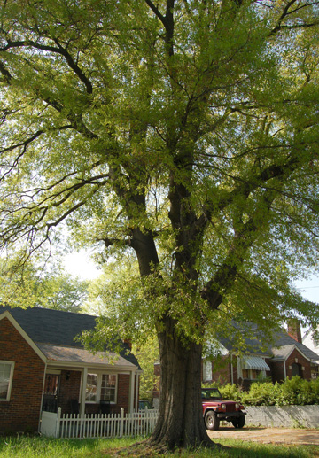 Water Oak  