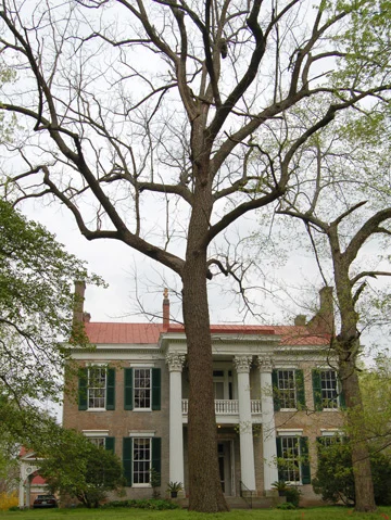 Black Walnut